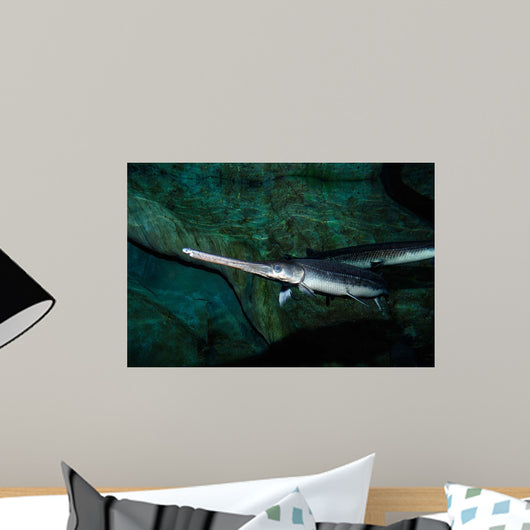 Longnose Gar Lepisosteus Osseus Wall Decal