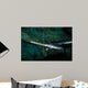 Longnose Gar Lepisosteus Osseus Wall Decal