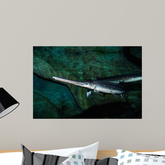 Longnose Gar Lepisosteus Osseus Wall Decal