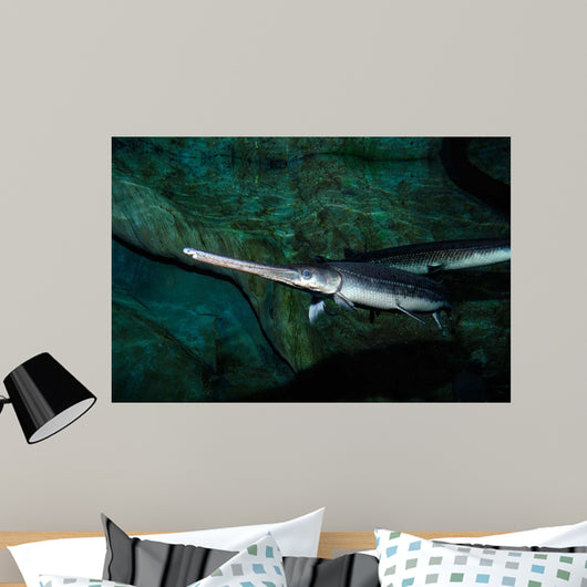 Longnose Gar Lepisosteus Osseus Wall Decal