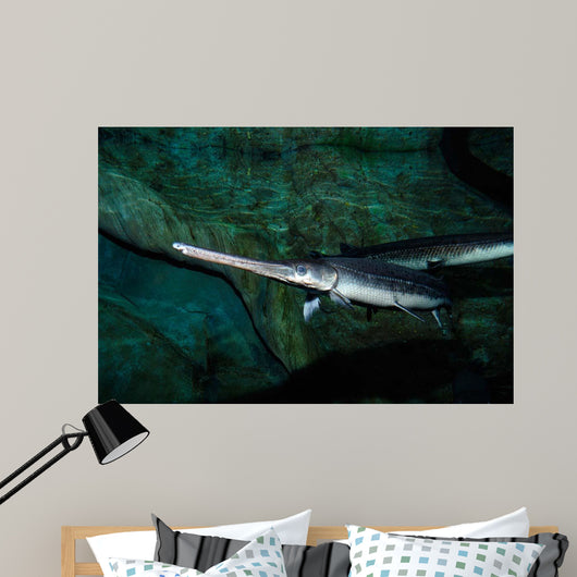 Longnose Gar Lepisosteus Osseus Wall Decal