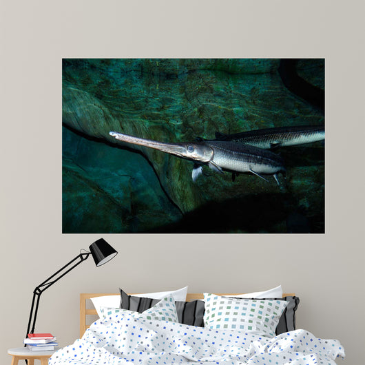Longnose Gar Lepisosteus Osseus Wall Decal