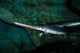 Longnose Gar Lepisosteus Osseus Wall Decal