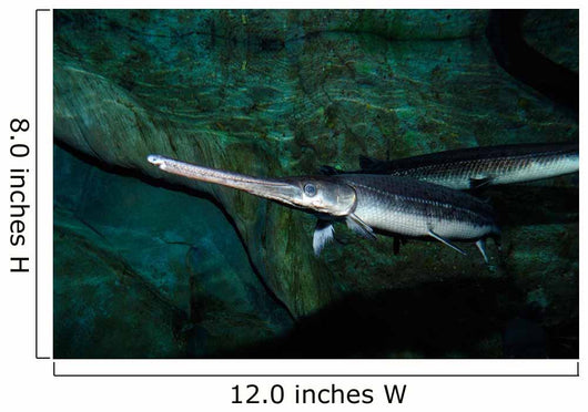 Longnose Gar Lepisosteus Osseus Wall Decal