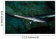 Longnose Gar Lepisosteus Osseus Wall Decal