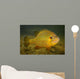 Pumpkinseed Freshwater Fish Vermont Wall Decal