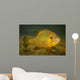 Pumpkinseed Freshwater Fish Vermont Wall Decal