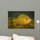 Pumpkinseed Freshwater Fish Vermont Wall Decal