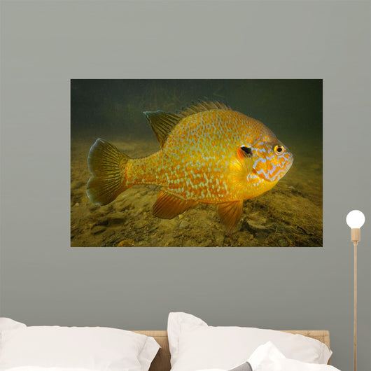 Pumpkinseed Freshwater Fish Vermont Wall Decal
