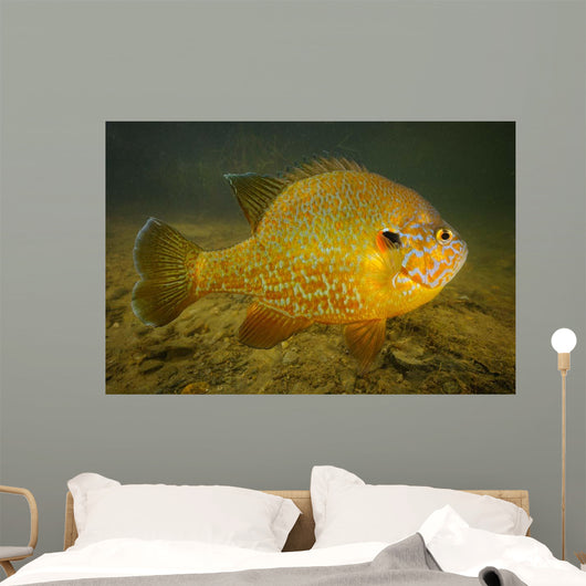 Pumpkinseed Freshwater Fish Vermont Wall Decal