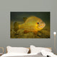 Pumpkinseed Freshwater Fish Vermont Wall Decal