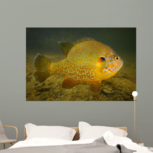 Pumpkinseed Freshwater Fish Vermont Wall Decal