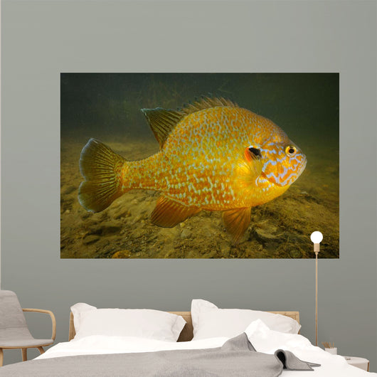Pumpkinseed Freshwater Fish Vermont Wall Decal