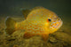 Pumpkinseed Freshwater Fish Vermont Wall Decal