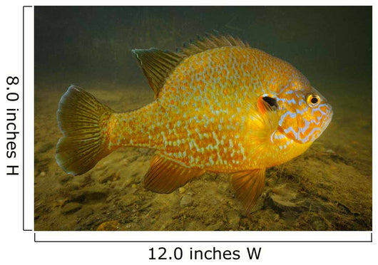 Pumpkinseed Freshwater Fish Vermont Wall Decal
