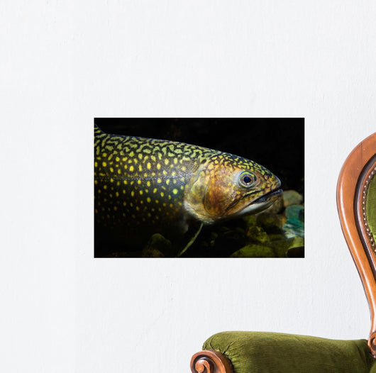 Brook Trout Salvelinus Fontinalis Wall Decal Design 5