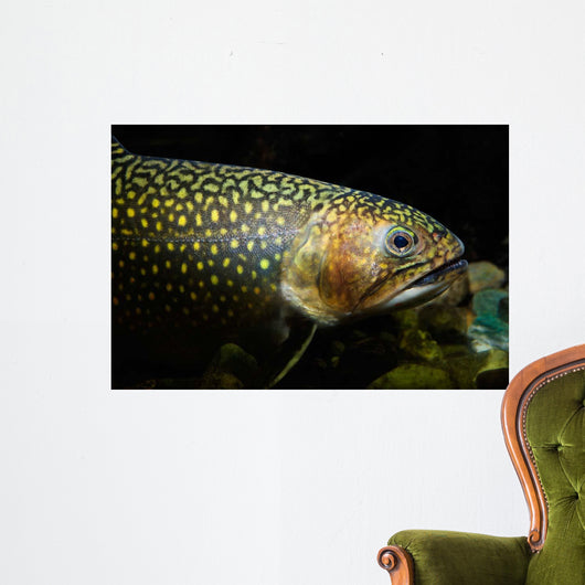 Brook Trout Salvelinus Fontinalis Wall Decal Design 5