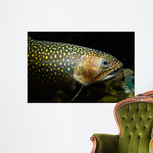 Brook Trout Salvelinus Fontinalis Wall Decal Design 5