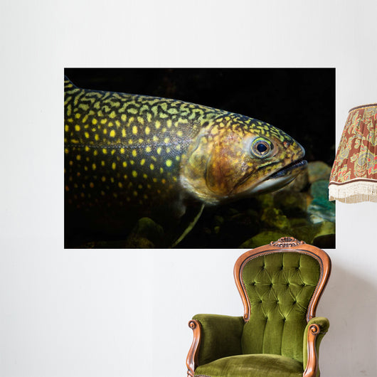 Brook Trout Salvelinus Fontinalis Wall Decal Design 5