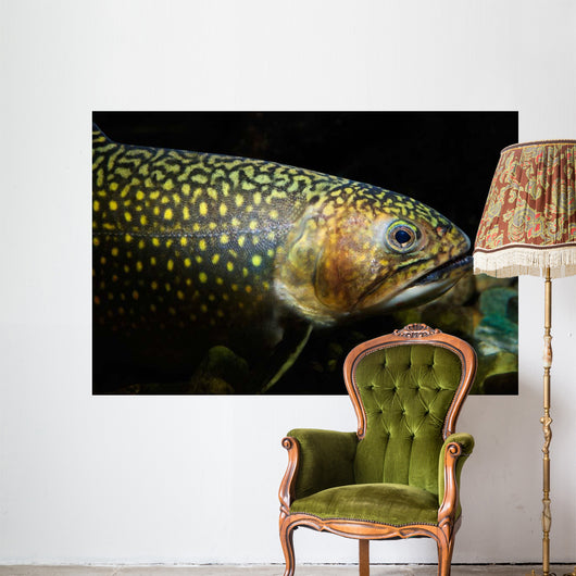 Brook Trout Salvelinus Fontinalis Wall Decal Design 5