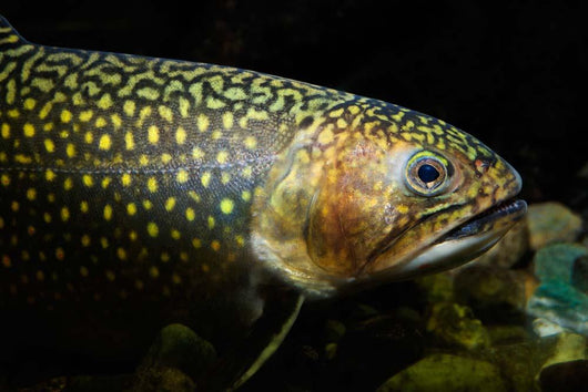 Brook Trout Salvelinus Fontinalis Wall Decal Design 5