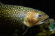 Brook Trout Salvelinus Fontinalis Wall Decal Design 5