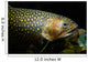 Brook Trout Salvelinus Fontinalis Wall Decal Design 5