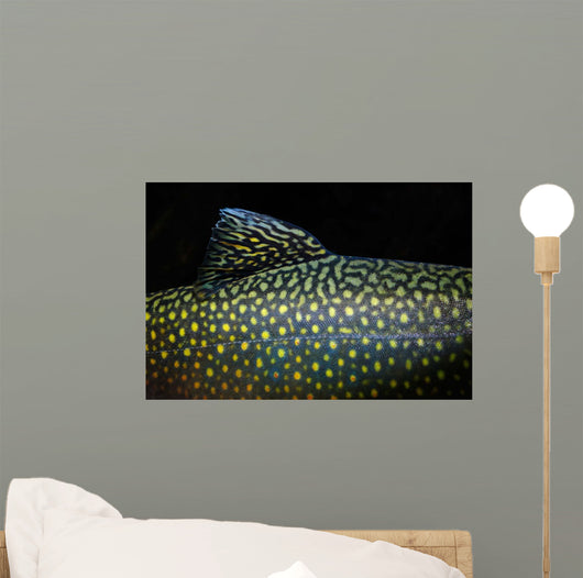 Brook Trout Salvelinus Fontinalis Wall Decal Design 4