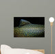 Brook Trout Salvelinus Fontinalis Wall Decal Design 4