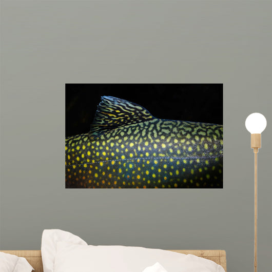 Brook Trout Salvelinus Fontinalis Wall Decal Design 4