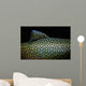 Brook Trout Salvelinus Fontinalis Wall Decal Design 4