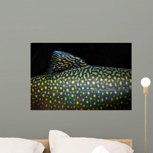 Brook Trout Salvelinus Fontinalis Wall Decal Design 4