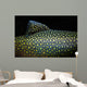Brook Trout Salvelinus Fontinalis Wall Decal Design 4