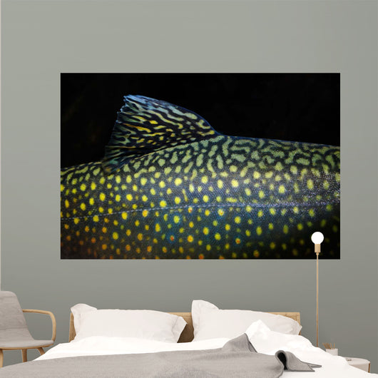 Brook Trout Salvelinus Fontinalis Wall Decal Design 4