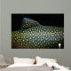 Brook Trout Salvelinus Fontinalis Wall Decal Design 4