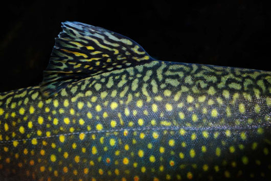 Brook Trout Salvelinus Fontinalis Wall Decal Design 4