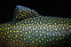 Brook Trout Salvelinus Fontinalis Wall Decal Design 4