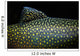 Brook Trout Salvelinus Fontinalis Wall Decal Design 4