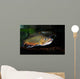 Brook Trout Salvelinus Fontinalis Wall Decal Design 3