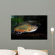 Brook Trout Salvelinus Fontinalis Wall Decal Design 3
