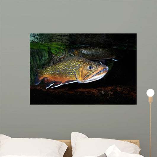 Brook Trout Salvelinus Fontinalis Wall Decal Design 3
