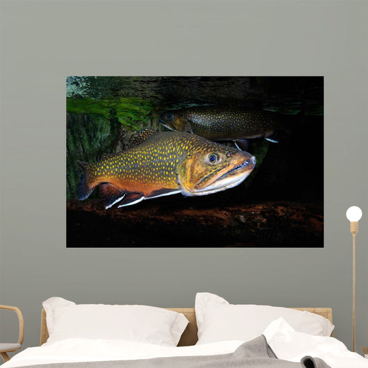 Brook Trout Salvelinus Fontinalis Wall Decal Design 3