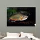 Brook Trout Salvelinus Fontinalis Wall Decal Design 3