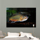Brook Trout Salvelinus Fontinalis Wall Decal Design 3