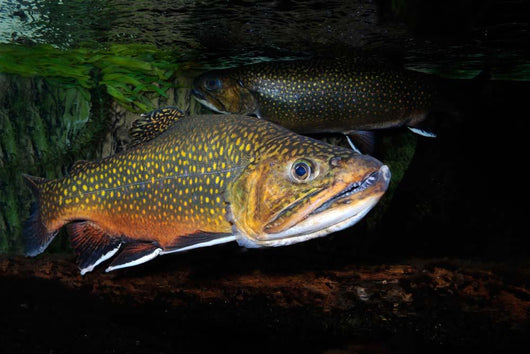 Brook Trout Salvelinus Fontinalis Wall Decal Design 3
