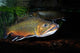 Brook Trout Salvelinus Fontinalis Wall Decal Design 3