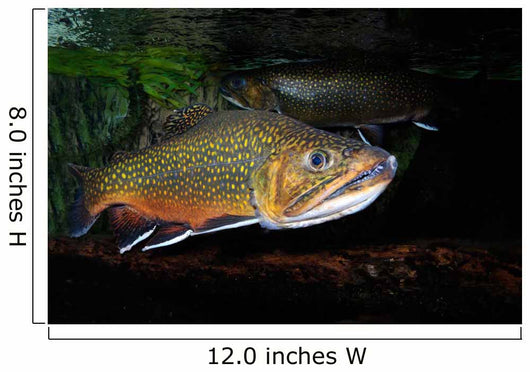 Brook Trout Salvelinus Fontinalis Wall Decal Design 3