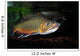 Brook Trout Salvelinus Fontinalis Wall Decal Design 3