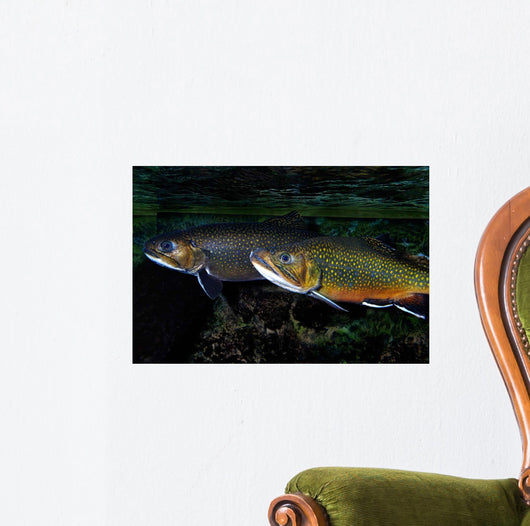 Brook Trout Salvelinus Fontinalis Wall Decal Design 2