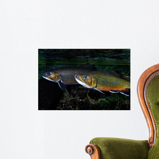 Brook Trout Salvelinus Fontinalis Wall Decal Design 2